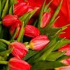 Букет № 573 из 15 красных тюльпанов — фото 6