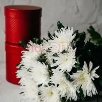 Хризантема одиночная белая — фото 24