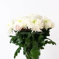 Хризантема одиночная Магнум — фото 69