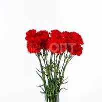 Гвоздика Одиночная красная в Новосибирске — фото 14