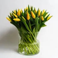 Тюльпан  — фото 28