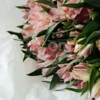 Альстромерия — фото 18