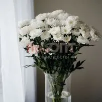 Хризантема кустовая белая — фото 9