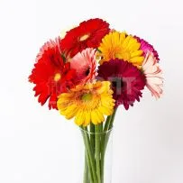 Гербера — фото 12