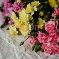 Гвоздика Кустовая Разноцветная — фото 17