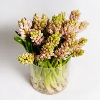 Гиацинт — фото 3