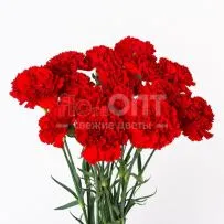 Гвоздика Одиночная красная в Новосибирске — фото 13