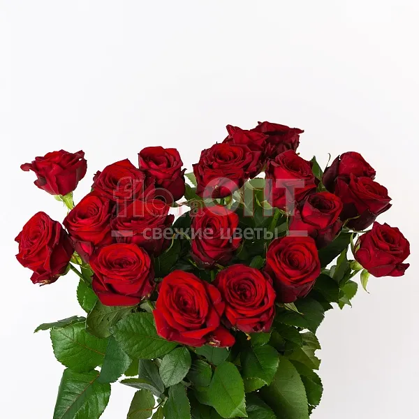 Роза Гран При 60 см — фото 3