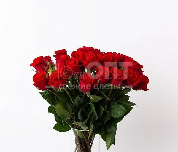 Роза Форевер 50см — фото 4