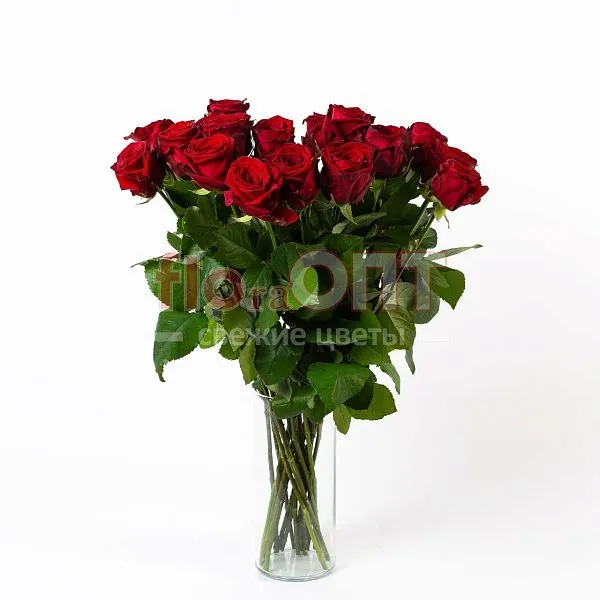 Роза Гран При 70 см — фото 2