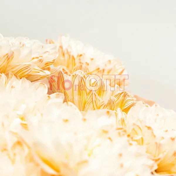 Букет № 534 с крашеной хризантемой  — фото 5