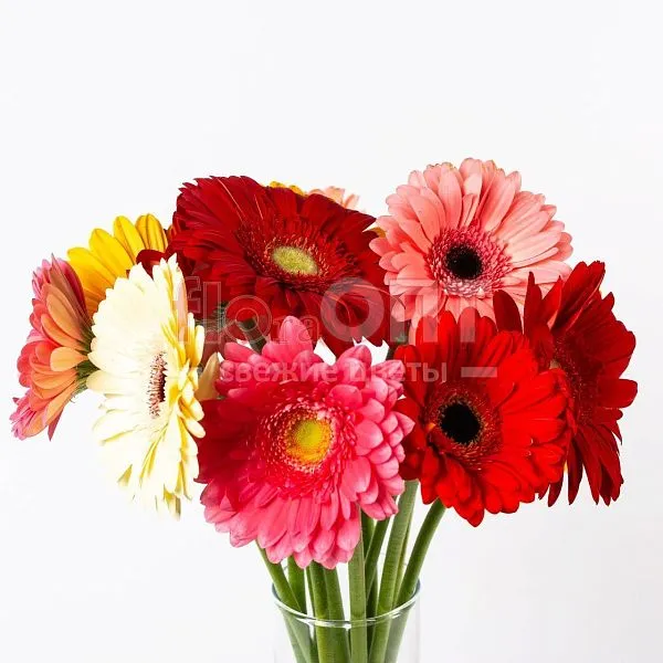 Гербера — фото 3