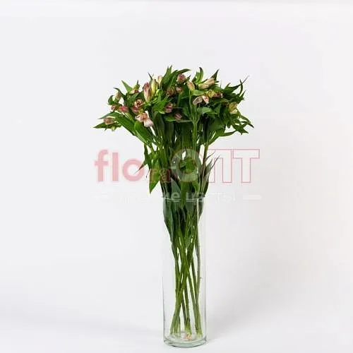 Альстромерия — фото 4