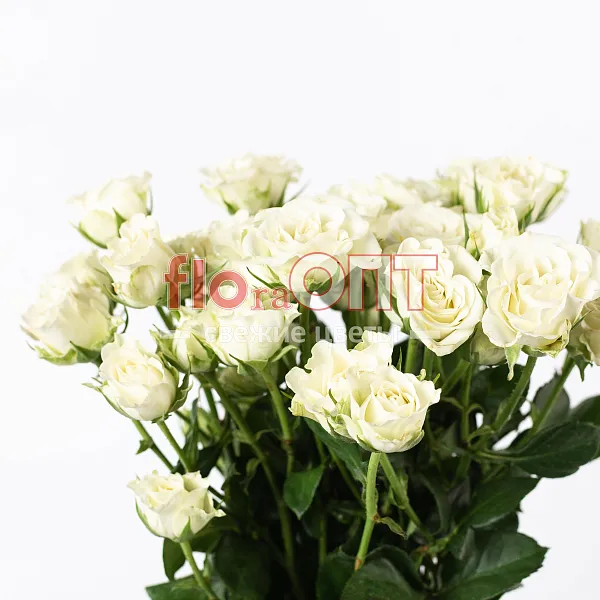 Роза Россия Кустовая 50см — фото 2