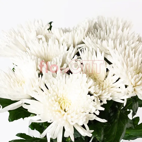 Хризантема одиночная белая — фото 3
