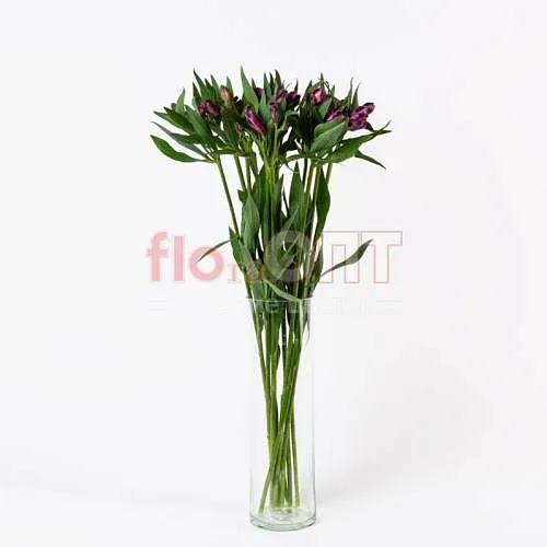 Альстромерия — фото 6