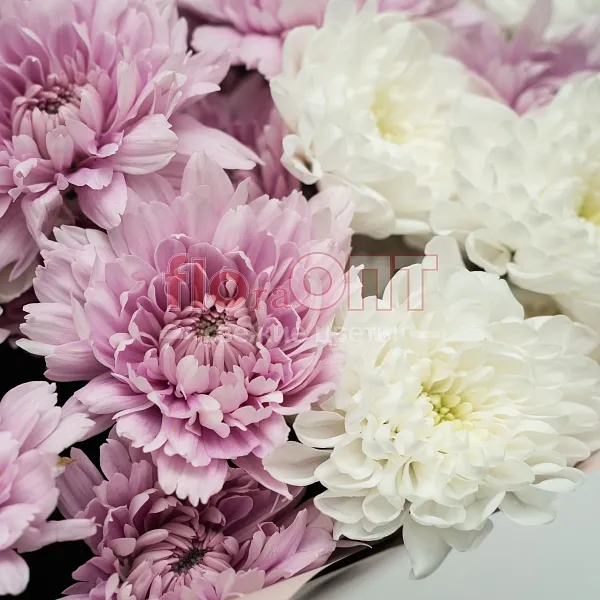 Букет № 520 с кустовой хризантемой  — фото 5