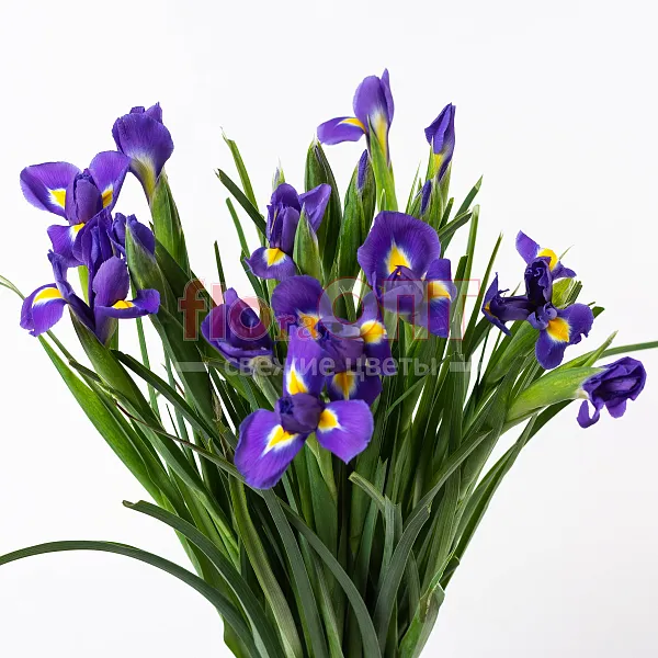 Ирис — фото 4