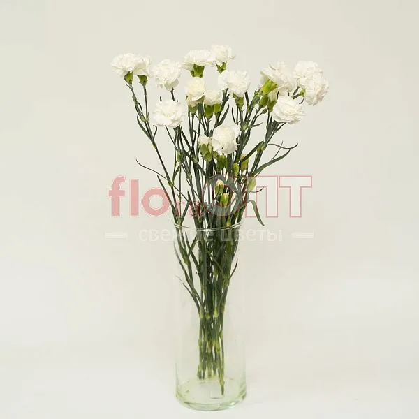 Гвоздика Кустовая Разноцветная — фото 4