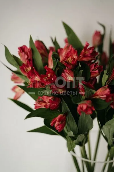 Альстромерия — фото 2