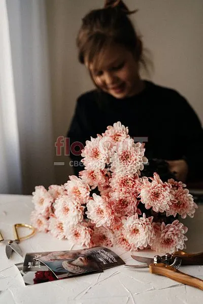 Хризантема крашеная Красная — фото 3