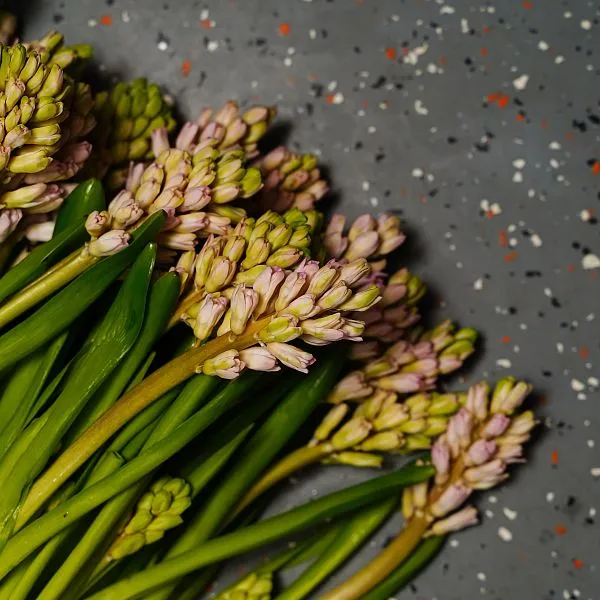 Гиацинт — фото 1