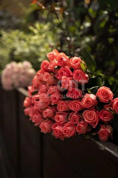 Роза Россия 70см — фото 1