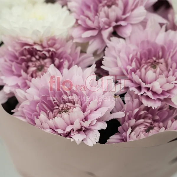 Букет № 520 с кустовой хризантемой  — фото 4