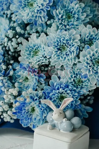 Хризантема крашеная Голубая — фото 3