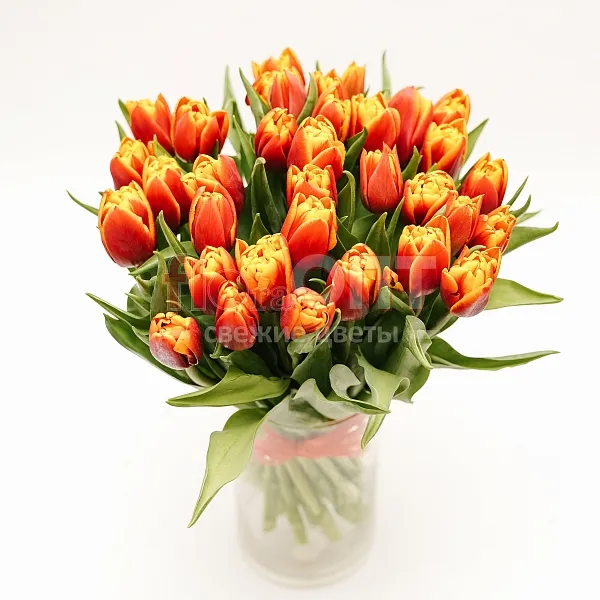 Тюльпан Экстра  — фото 2