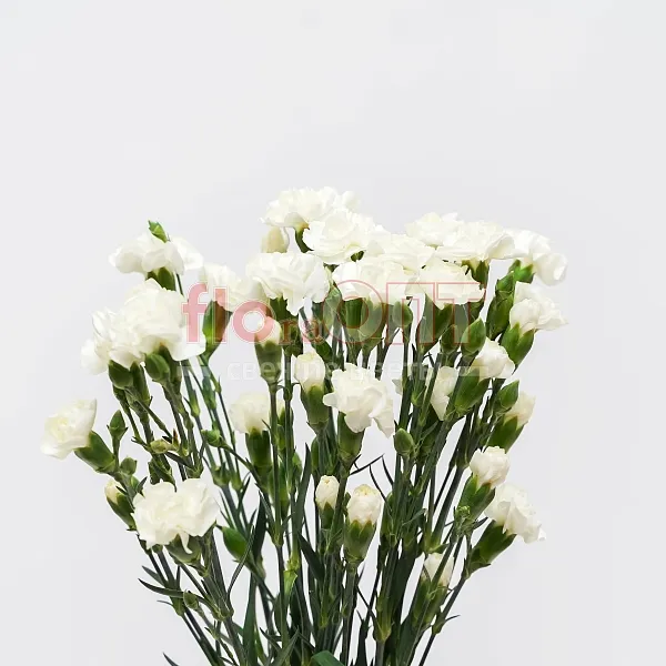 Гвоздика Кустовая Разноцветная — фото 5