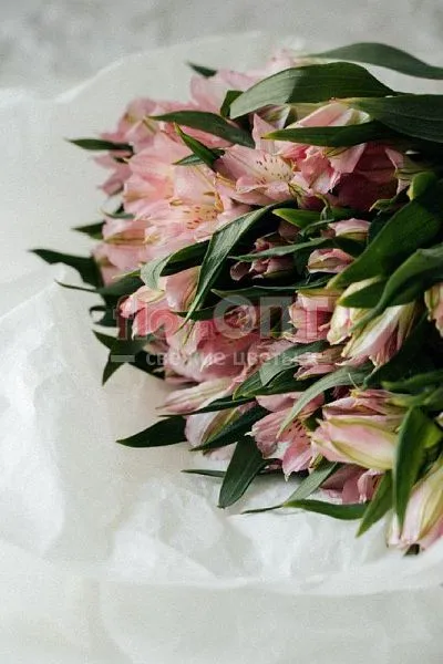 Альстромерия — фото 1