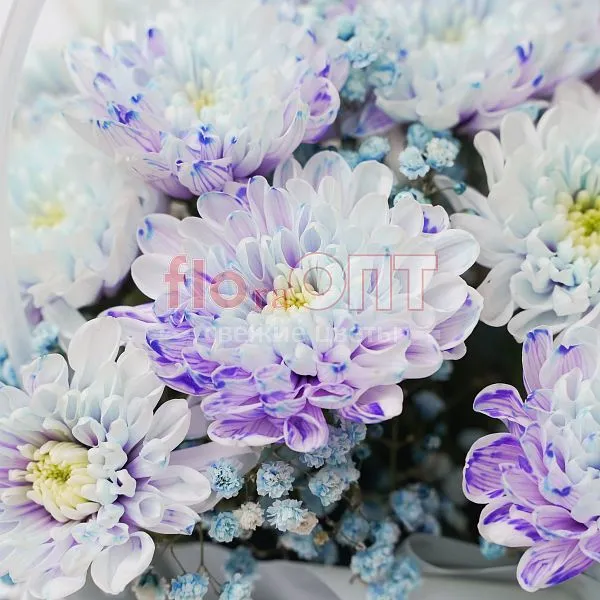 Хризантема крашеная Сиреневая — фото 3