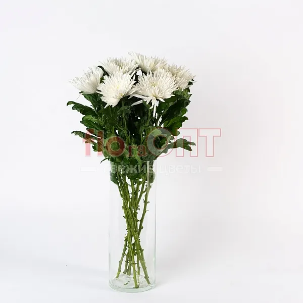 Хризантема одиночная белая — фото 2