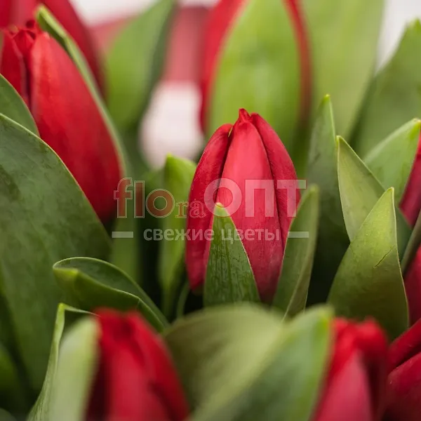 Букет № 489 с красными тюльпанами  — фото 5