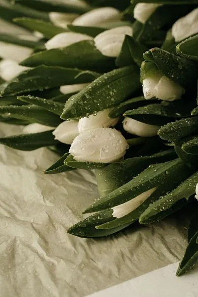 Тюльпан Селект — фото 2