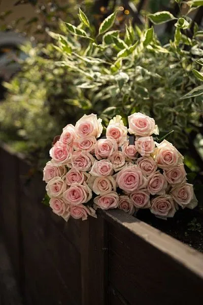 Роза Россия 50см — фото 1