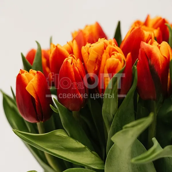 Тюльпан Экстра  — фото 4