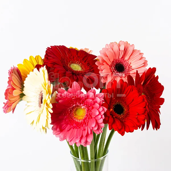 Гербера — фото 4