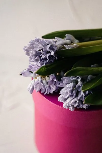 Гиацинт — фото 1