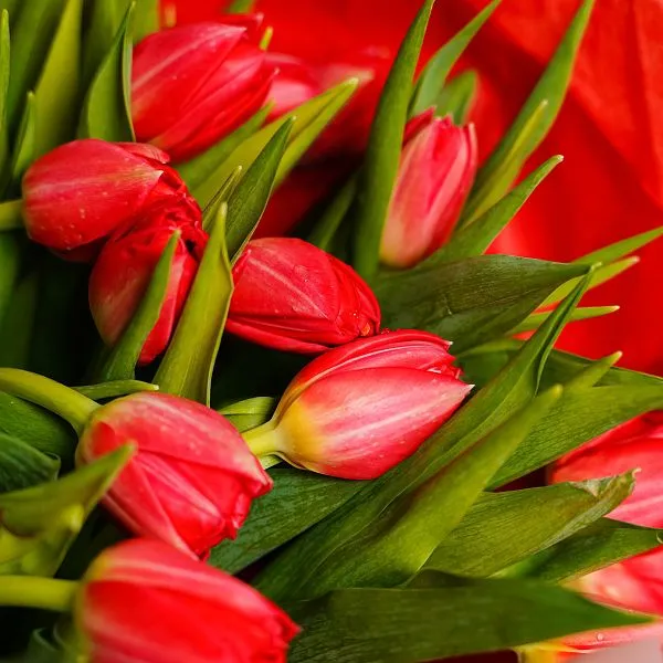 Букет № 573 из 15 красных тюльпанов — фото 3