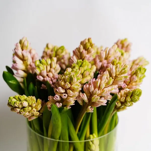 Гиацинт — фото 3