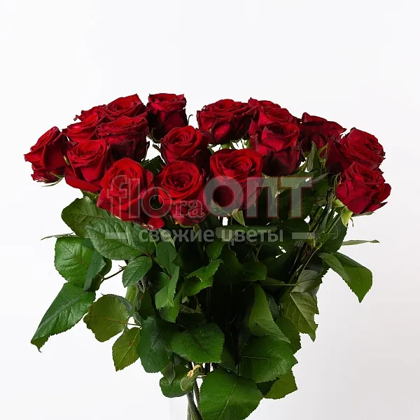 Роза Гран При 60 см — фото 1