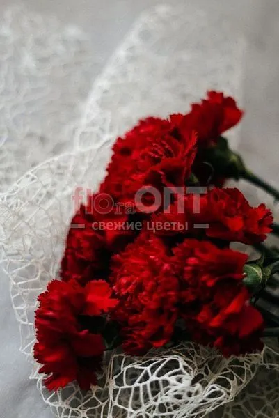 Гвоздика Одиночная красная в Новосибирске — фото 1
