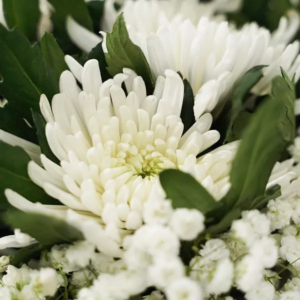 Букет № 548 с белой одиночной хризантемой  — фото 5