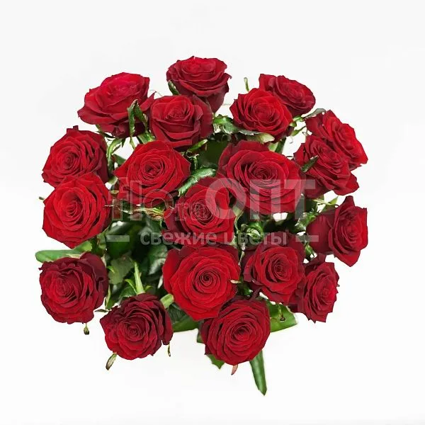 Роза Гран При 50 см — фото 3