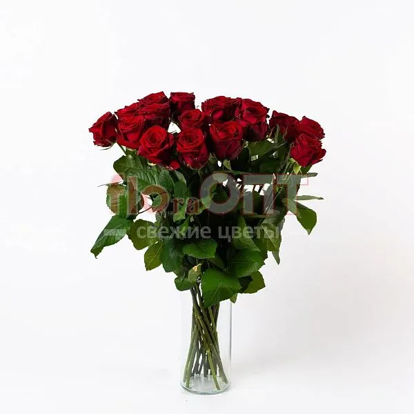 Роза Гран При 60 см — фото 3