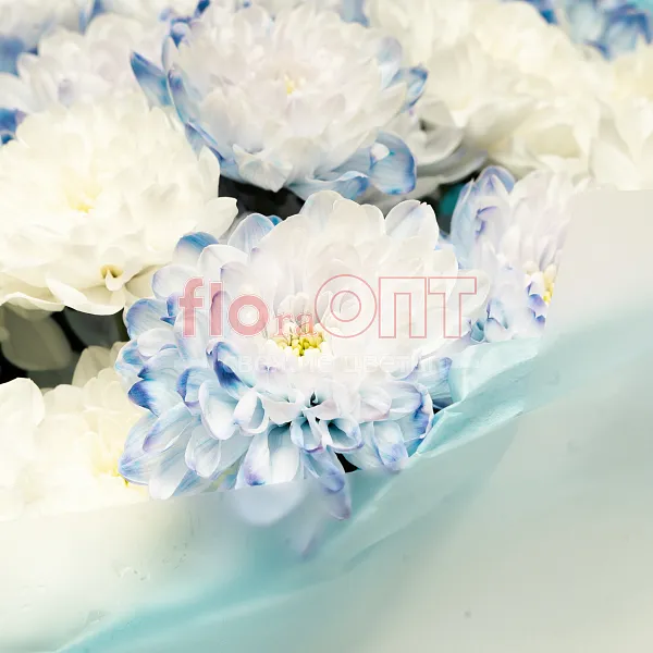 Букет № 531 с синей хризантемой  — фото 3