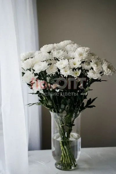 Хризантема кустовая белая — фото 2