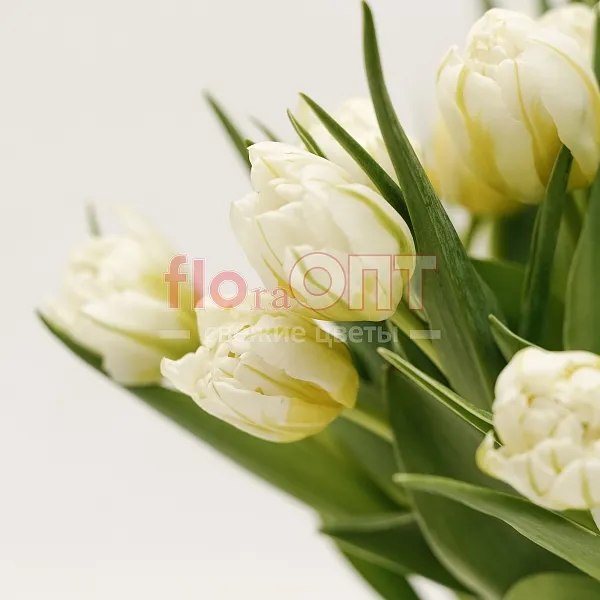 Тюльпан Экстра  — фото 5